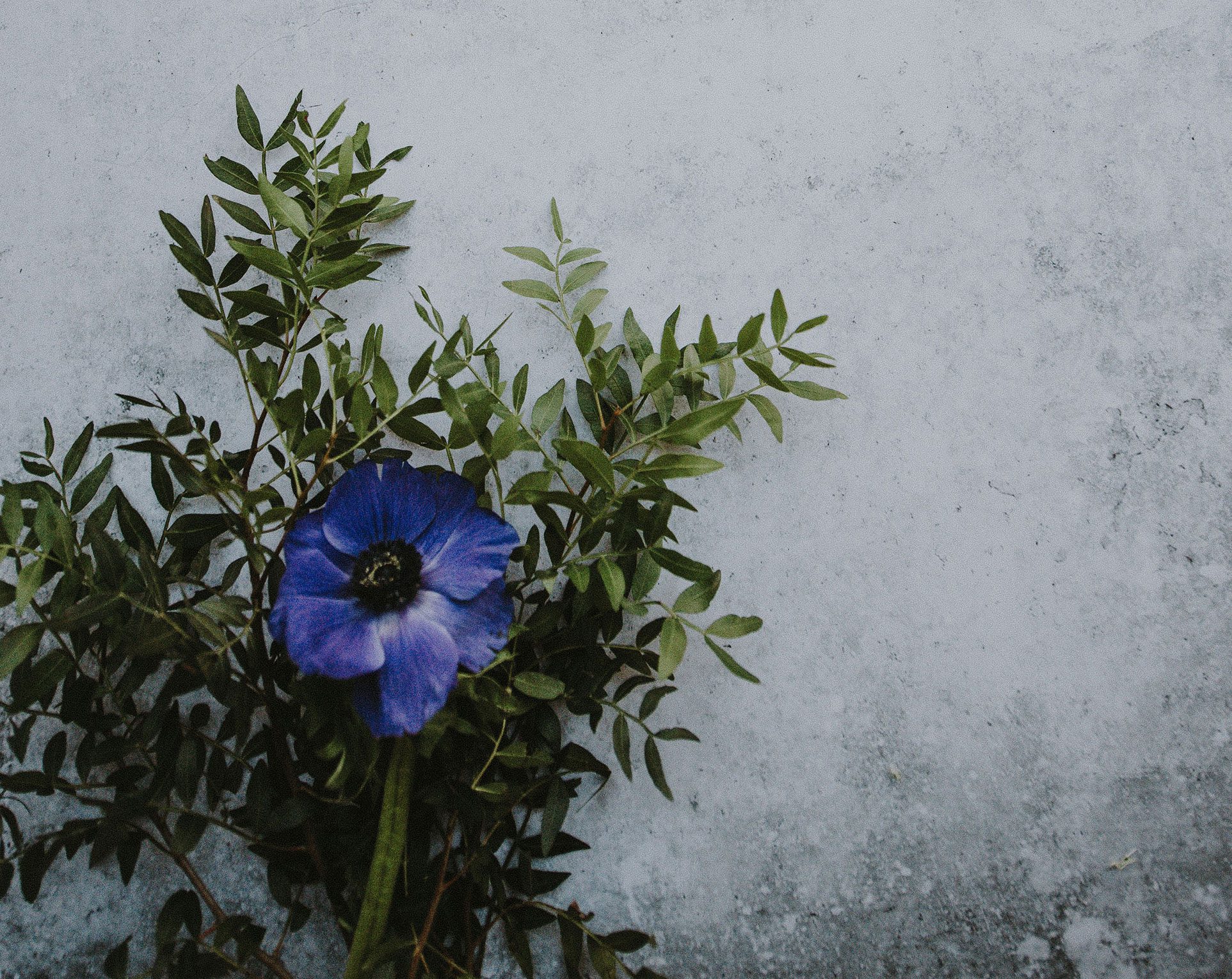 flowerBG